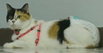  Rip-meowchai (Sep 07 - 10th Jun 21) - Calico + Domestic Medium Hair Cat