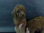 PF1793 - Poodle Dog