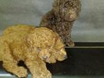 PF1793 - Poodle Dog