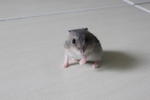 Winter White - Common Hamster Hamster