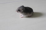 Winter White - Common Hamster Hamster