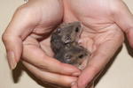 Winter White - Common Hamster Hamster