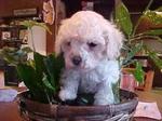 Snow White-toy Poodle - Poodle Dog