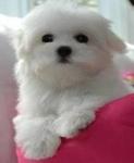 Snow White-toy Poodle - Poodle Dog