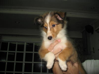 Shetland  - Shetland Sheepdog Dog