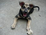 Bangle - Mixed Breed Dog