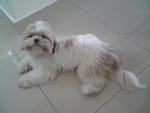 Shizuka - Shih Tzu Dog