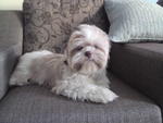 Shizuka - Shih Tzu Dog