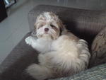 Shizuka - Shih Tzu Dog