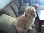 Shizuka - Shih Tzu Dog