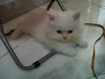 Putih Jr. - Persian Cat