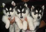 Husky Puppy - Husky Dog