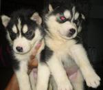 Husky Puppy - Husky Dog