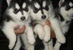 Husky Puppy - Husky Dog