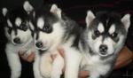 Husky Puppy - Husky Dog