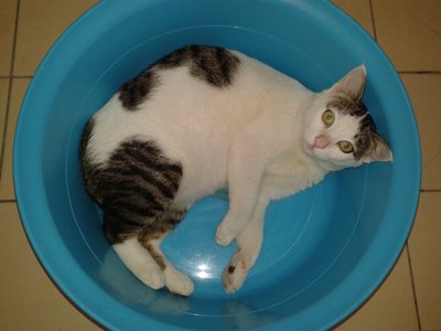 Goojoo - Japanese Bobtail Cat