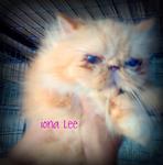 Iona Lee - Persian Cat