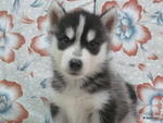 Siberian Husky - Siberian Husky Dog