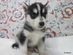 Siberian Husky - Siberian Husky Dog