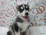 Siberian Husky - Siberian Husky Dog