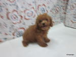 Toy Poodle 2 - Poodle Dog