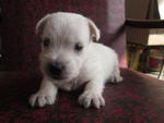 Westies - West Highland White Terrier Westie Dog