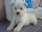 Westies - West Highland White Terrier Westie Dog