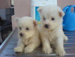 Westies - West Highland White Terrier Westie Dog