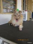 Shetland Sheepdog 2 - Shetland Sheepdog Sheltie Dog