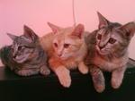 Oyen, Ateh N Momo - Domestic Short Hair Cat