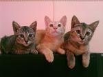 Oyen, Ateh N Momo - Domestic Short Hair Cat