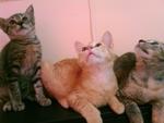 Oyen, Ateh N Momo - Domestic Short Hair Cat