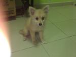 Pure breed Tiny Size Pomeranian puppy for sale in Johor JB