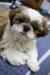 Cici - Shih Tzu Dog