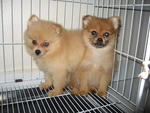 Pomeranian - Pomeranian Dog