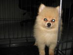 Pomeranian - Pomeranian Dog