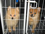 Pomeranian - Pomeranian Dog