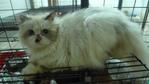 Persian Cat Adult For Sale - Persian Cat