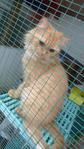 Persian Cat Adult For Sale - Persian Cat