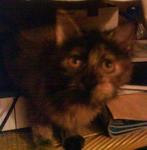 her fave sleeping area...underneath the coffee table