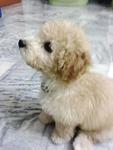 Toy Poodle For Sale - Poodle Dog