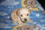 Curly Hair Toy Poodle Puppy Hombred - Poodle Dog