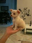 2 Long Coat Chihuahua For Sale - Chihuahua Dog