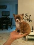 2 Long Coat Chihuahua For Sale - Chihuahua Dog