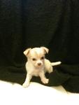 2 Long Coat Chihuahua For Sale - Chihuahua Dog