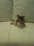 2 Long Coat Chihuahua For Sale - Chihuahua Dog