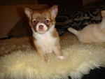 2 Long Coat Chihuahua For Sale - Chihuahua Dog