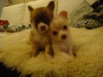 2 Long Coat Chihuahua For Sale - Chihuahua Dog