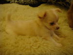 2 Long Coat Chihuahua For Sale - Chihuahua Dog