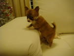 2 Long Coat Chihuahua For Sale - Chihuahua Dog